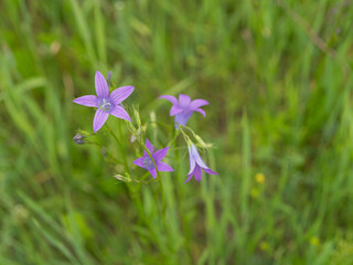 Close-up of wild purple bellflowers on a green meadow background. Delicate wildflowers in their natural environment. Summer landscape showing the simplicity and beauty of wild nature.
