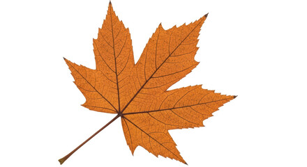 Isolated Maple Leaf