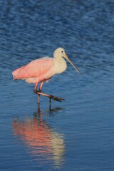 Roseate Spoonbill, Central America, Florida,