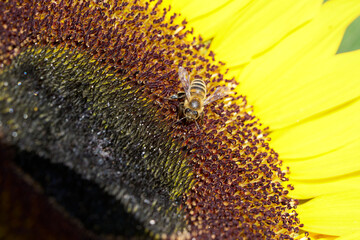 große Sonnenblume mit Biene