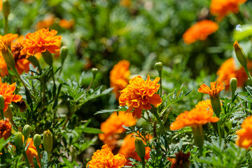鮮やかなオレンジ色のマリーゴールドの花畑