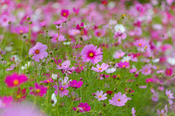 ピンクと白のコスモスが咲く秋の花畑