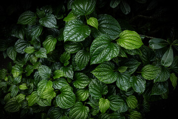 green leaves background