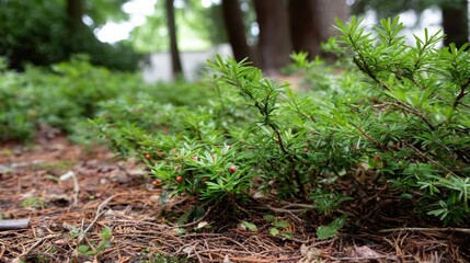 Low angle closeup of dense evergreen bushes with vibrant red berries on forest floor, lush green foliage, natural textures, and soft background glow in daylight