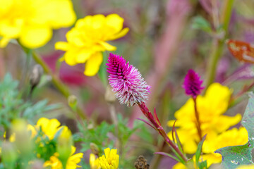 ピンクのケイトウと黄色い花の鮮やかなコントラスト