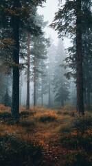 Fototapeta premium Misty forest path