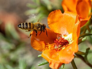 A bee pollinating a vibrant orange flower