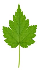 Fototapeta premium Green leaf isolated on white