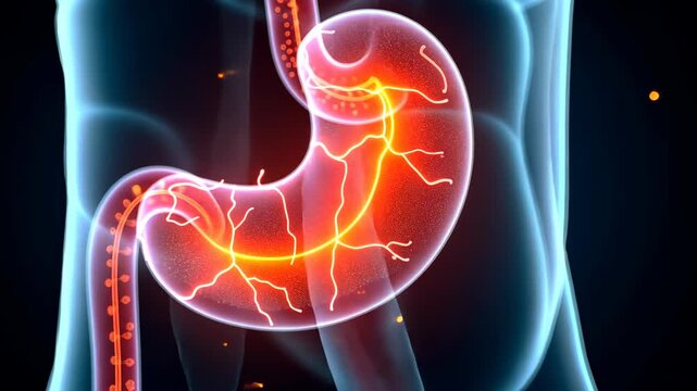Pancreas pain, abdominal discomfort, digestive issues. Organ health. Glands secrete essential enzymes. Stomach ache impacts daily activities. Healthy digestion supports body energy