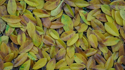 Top view of yellow fallen leaves with brown spots, natural foliage texture background.
