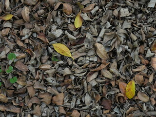 Top view of dried brown leaves on the ground with scattered yellow leaves, natural autumn texture background.