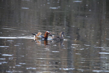Pärchen Mandarinenten
