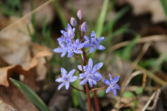 Blaustern