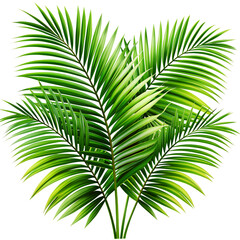 Fototapeta premium Botanical Palm Leaves PNG Transparent Illustration.