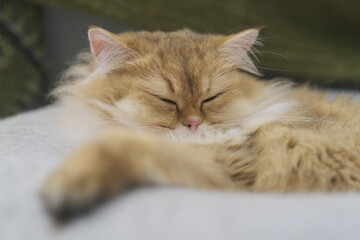 Fototapeta premium A little kitten is dozing off in its own cat bed. It's so warm and cute