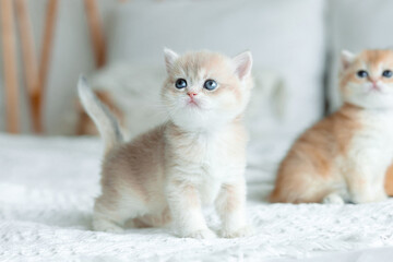 A gentle British Golden Chinchilla kitten with big blue eyes, soft fur and an aristocratic...