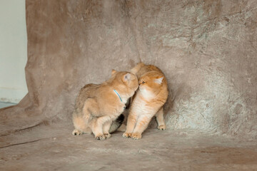 Two ginger kittens gently snuggling up to each other. They look cute and touching, creating an...