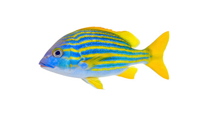 Obraz premium A detailed image of a blue-lined sea bream fish showcasing its vibrant colors and unique patterns