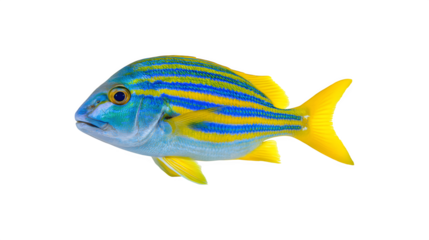 A detailed image of a blue-lined sea bream fish showcasing its vibrant colors and unique patterns

