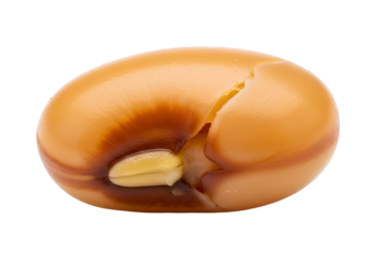 Close-up of a split bean seed, showcasing its vibrant, warm tones and internal structure against a stark black backdrop.