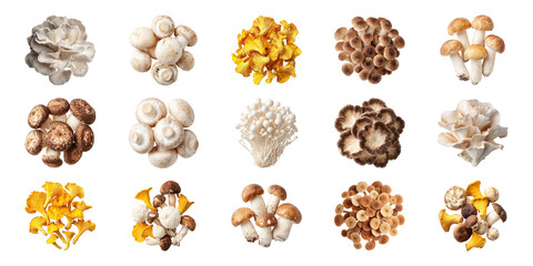 Variety Of Edible Mushrooms Set. Culinary Ingredients And Fungi Diversity Collection Isolated On Transparent Background