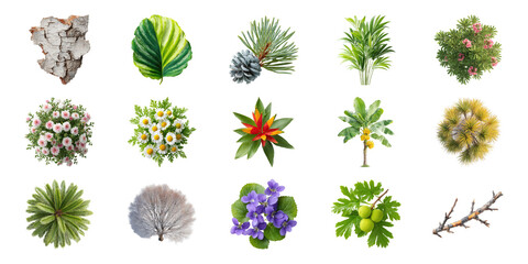 Various Botanical Elements Set. Nature And Plant Diversity Collection Isolated On Transparent Background