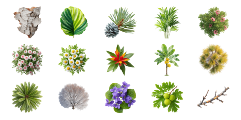 Various Botanical Elements Set. Nature And Plant Diversity Collection Isolated On Transparent Background