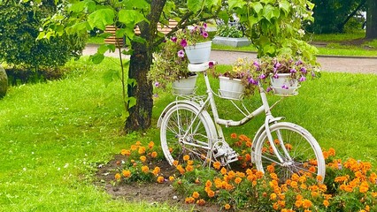 A charming white vintage bicycle, transformed into a decorative planter, sits in a lush green garden surrounded by blooming orange and purple flowers.