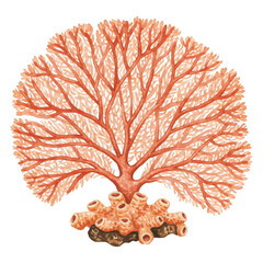 Naklejka premium Delicate branching fan coral structure with polyp detail painted watercolor illustration transparent background