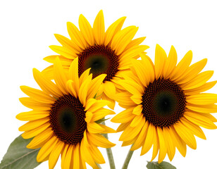 Fototapeta premium Three bright yellow sunflowers on black background