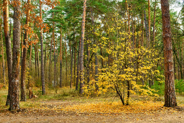 Yellow Autumn Tree in a Pine Forest