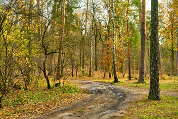 Winding Dirt Road Through an Autumn Forest