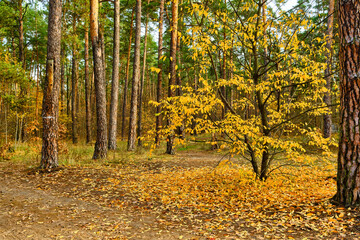 Yellow Autumn Tree in a Pine Forest