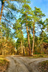 Winding Dirt Road Through an Autumn Forest