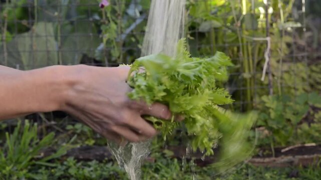 The hands of a woman washing a fresh escarole in an urban kitchen garden.