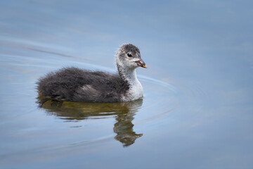 Blässhuhn (Fulica atra) Küken im Jugendkleid schwimmt im Wasser mit leichter Spiegelung von Himmel und Wolken