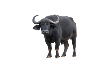 African black buffalo in a natural pose, showcasing its distinctive features and robust physique


