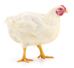 Broiler chicken isolated on white background