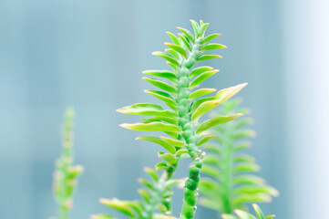 Euphorbia tithymaloides, euphorbiaceae or Homalocladium platycladum or Muchlenbeckia platyclada Meissn or Muehlenbeckia platyclada or POLYGONACEAE or Slipper Flower