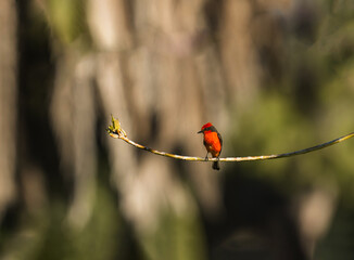 Vermilion Flycatcher Perched on Branch