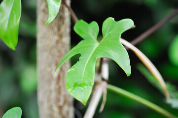 Philodendron pedatum Glad Hands or ARACEAE , Philodendron plant