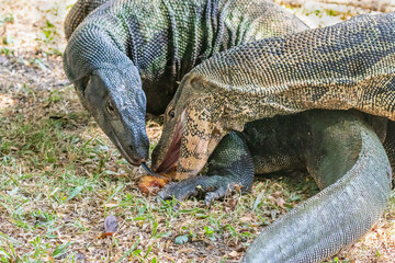 Obraz premium Pair of asian Water Monitor lizard (Varanus salvator) in Lumphini Park, downtown Bangkok. Examining piece of meat. One with mouth open, one with tongue extended. 