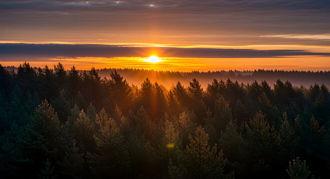 Golden Sunrise Over Vast Conifer Forest with Misty Horizon and Dramatic Sky, Illuminating a Serene Natural Landscape at Dawn