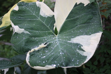 Water drops on HD Bon,Bon leaf