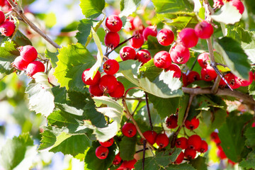 red soft hawthorn berries on a branch among green leaves
