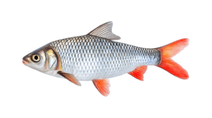 A freshwater fish known for its distinctive appearance and habitat

