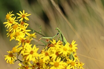 Weibliche Europäische Gottesanbeterin (Mantis religiosa)
an Jakobs-Kreuzkraut (Jacobaea vulgaris)