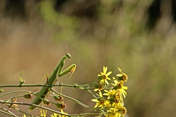 Weibliche Europäische Gottesanbeterin (Mantis religiosa)
an Jakobs-Kreuzkraut (Jacobaea vulgaris) im Gegenlicht