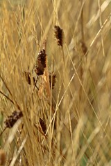 Weibliche subadulte Europäische Gottesanbeterin (Mantis religiosa) im Gras