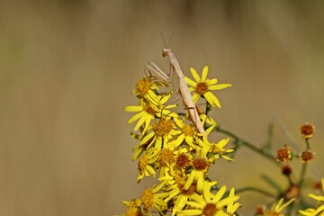 Weibliche subadulte Europäische Gottesanbeterin (Mantis religiosa) an Jakobs-Kreuzkraut